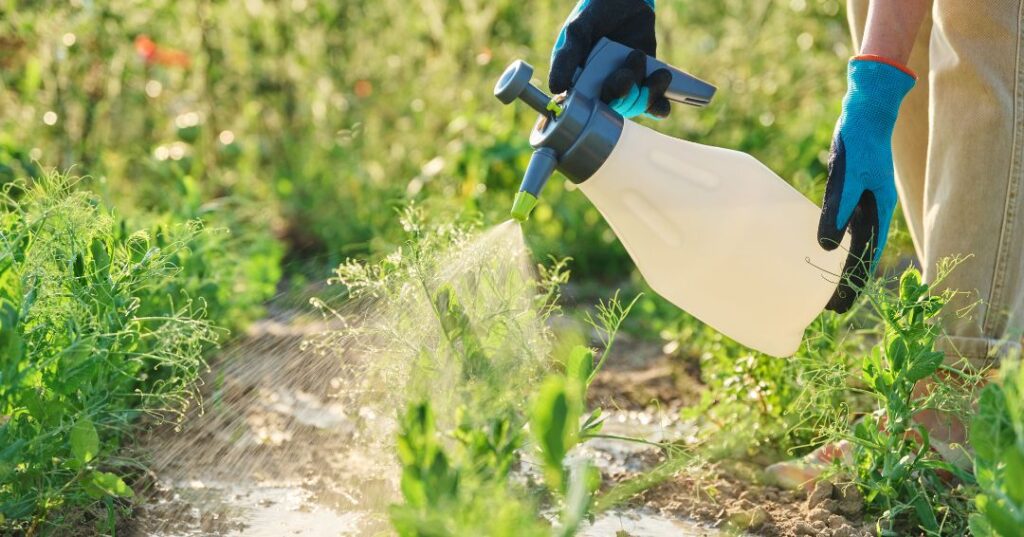 controle de pragas em Aracaju
