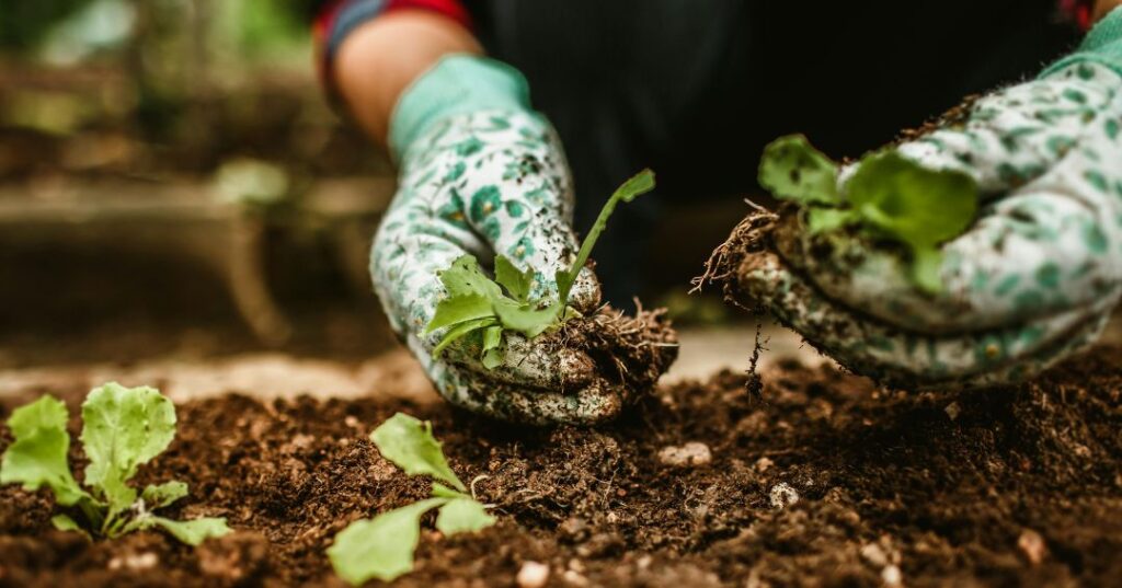 manutenção de jardins em Aracaju