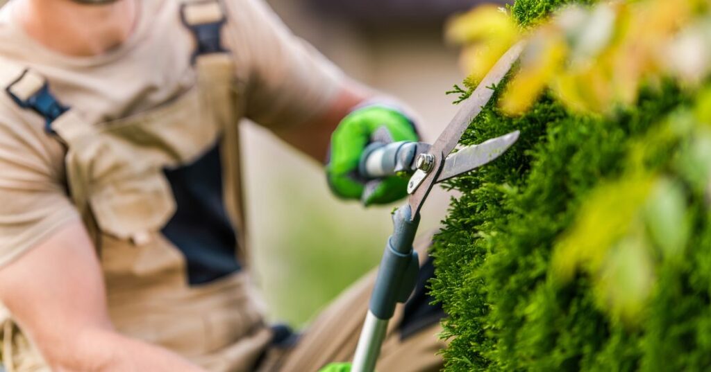 poda e plantio em Aracaju